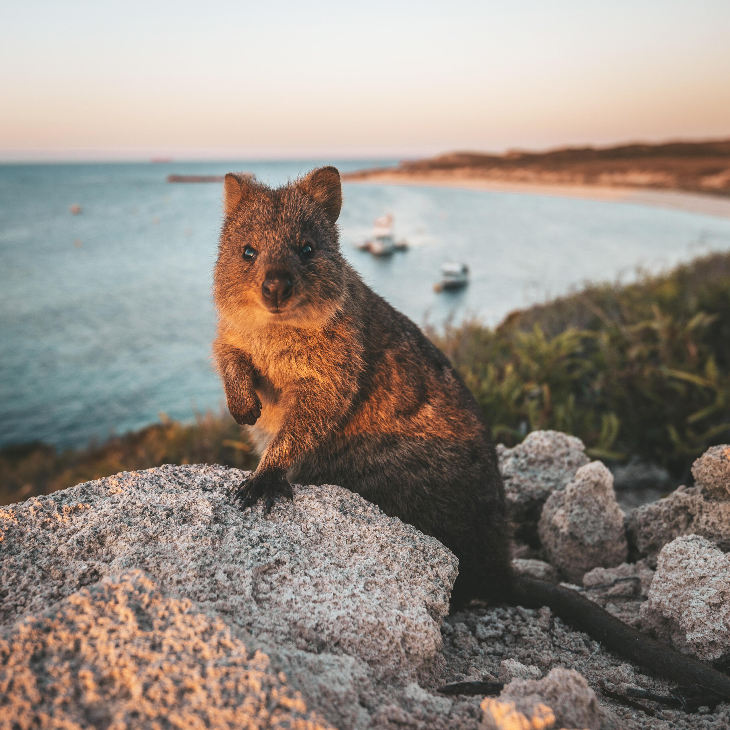 Quokka (Setonix brachyurus) on Rottnest Island.