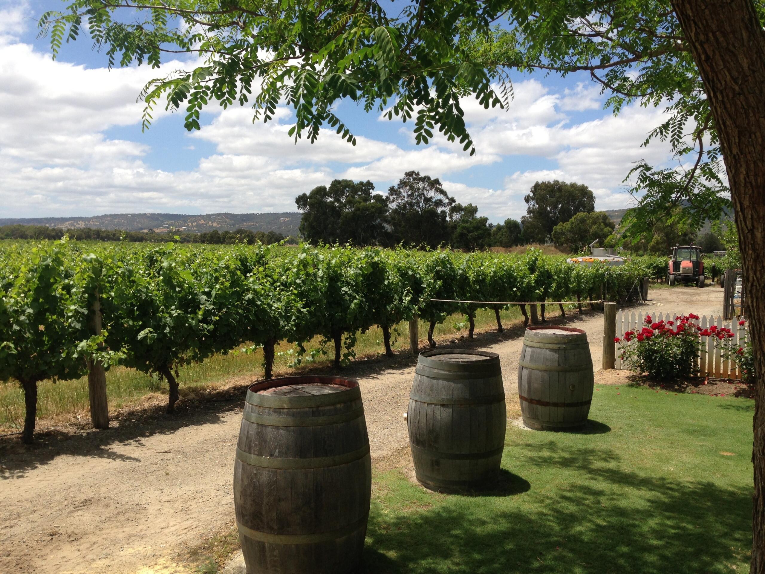 Vineyards at Windy Creek Estate, Swan Valley.